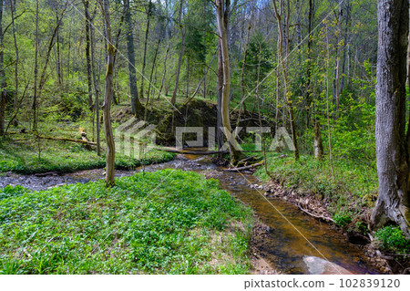 A small river flows through the untouched forests of Latvia. Gaujas national park. Sigulda 102839120
