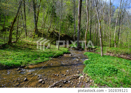 A small river flows through the untouched forests of Latvia. Gaujas national park. Sigulda 102839121