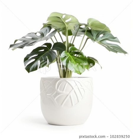 Large green monstera plant in a white flowerpot isolated on a white background, perfect for modern home decoration. This stunning plant is AI Generative. 102839250