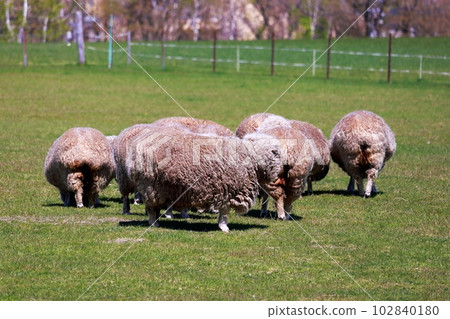 Hokkaido Sapporo City Sapporo Hitsujigaoka Observatory 102840180