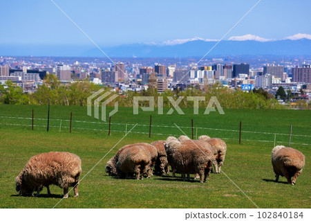 北海道札幌市札幌羊之丘展望台 北海道札幌市札幌羊之丘展望台 102840184