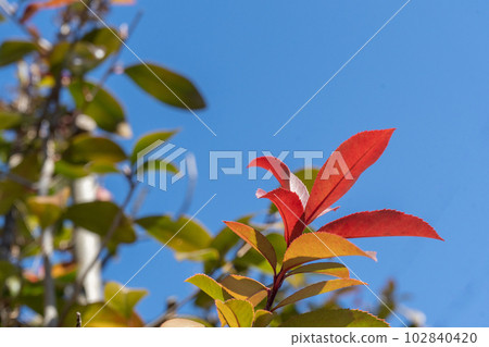 日本石楠葉在春天變紅 102840420