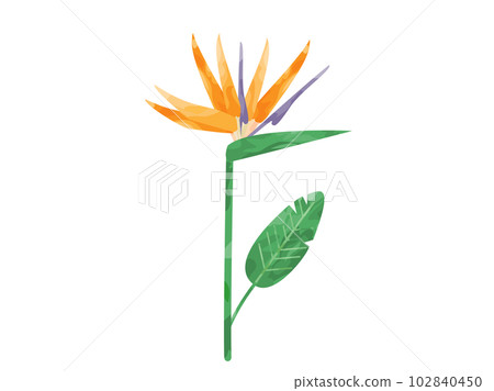Illustration inspired by bird of paradise flower 102840450