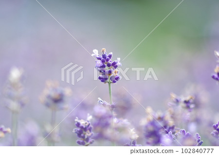 一朵美麗的薰衣草花 一朵美麗的薰衣草花 102840777