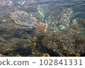 Seaside coral reef 102841331