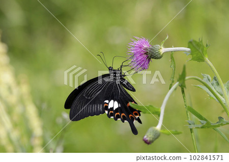 Papilio helenus sucking on the flowers of Cirsium japonicus Papilio helenus sucking on the flowers of Cirsium japonicus 102841571