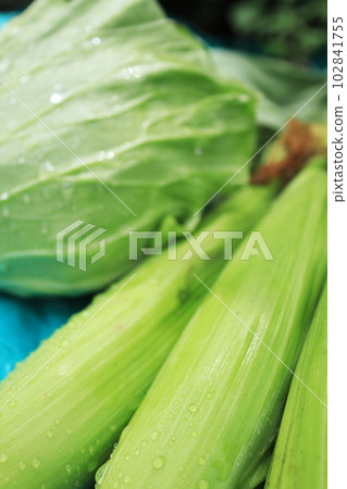 多汁的玉米和捲心菜 多汁的玉米和捲心菜 102841755