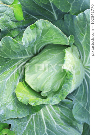 捲心菜 102841770