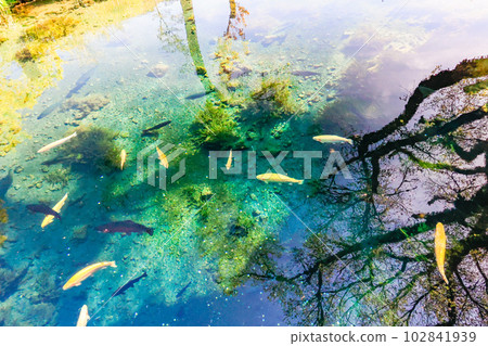 湧池和鱒魚 102841939