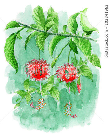 analog watercolor flower analog watercolor flower 102841962