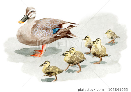 Analog watercolor spot-billed duck parent-child walk 102841963
