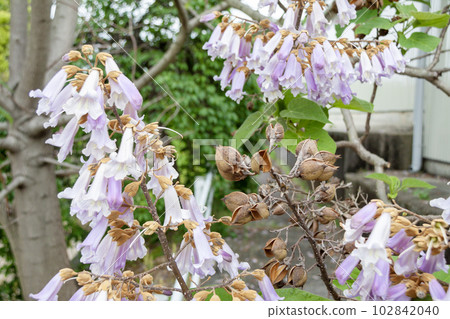 種子飛後的桐花和果實 種子飛後的桐花和果實 102842040
