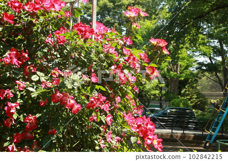 I walked the flowerbeds of the Setagaya Athletic Field I walked the flowerbeds of the Setagaya Athletic Field 102842215