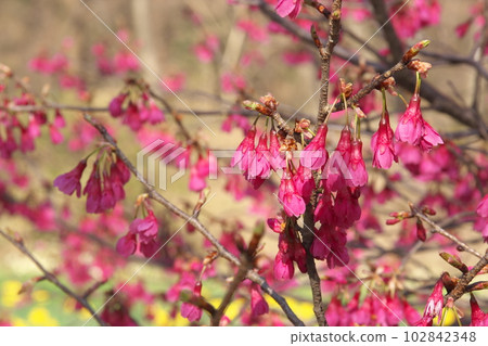 早春盛開的寒緋櫻 早春盛開的寒緋櫻 102842348