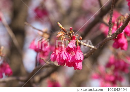 Kanhizakura in full bloom in early spring Kanhizakura in full bloom in early spring 102842494