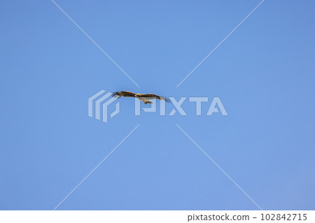 Dancing in the sky Dancing in the sky 102842715