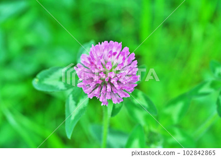 Pink red clover flowers (spring, April) 102842865