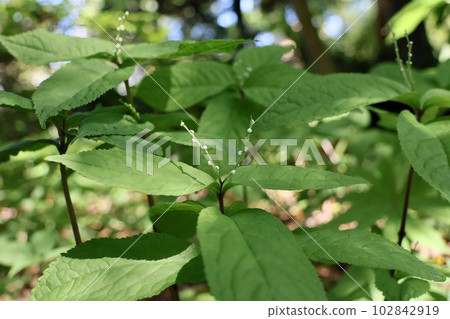 Phthalis sika 102842919