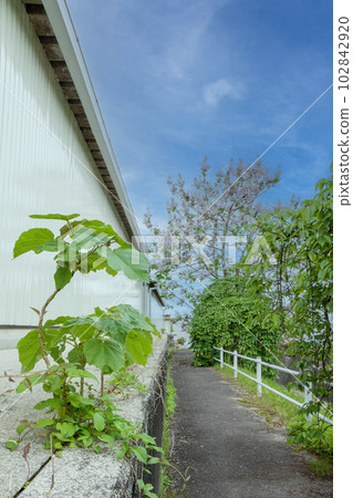 Paulownia sprouts growing between paulownia flowers and concrete 102842920