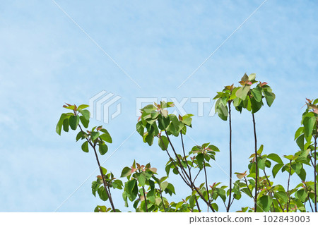 New leaves of Akamegashiwa (spring, April) New leaves of Akamegashiwa (spring, April) 102843003