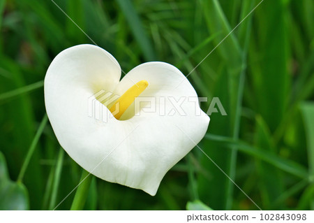 白色馬蹄蓮花（春季、四月） 102843098