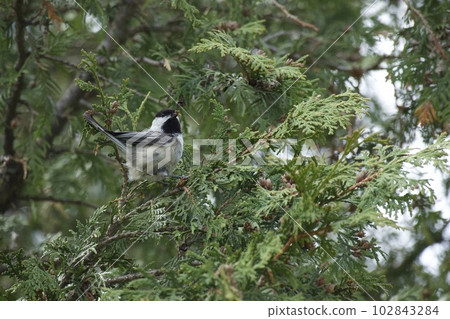 美國Kogara 102843284