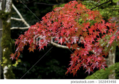 南公園的秋葉 鳥取縣南公園 南公園的秋葉 鳥取縣南公園 102843498
