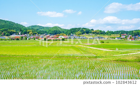 tranquil rural landscape 102843612