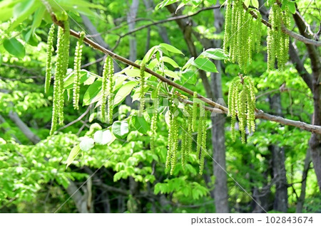 walnut male flower 102843674