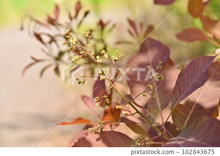 Smoke tree tiny flowers Smoke tree tiny flowers 102843675