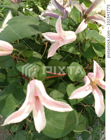 Clematis Eye Fukushima Clematis Eye Fukushima 102843778