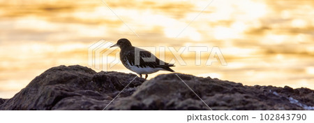Bird on a rocky island flapping Wings on the West Coast of Pacific Ocean. Bird on a rocky island flapping Wings on the West Coast of Pacific Ocean. 102843790