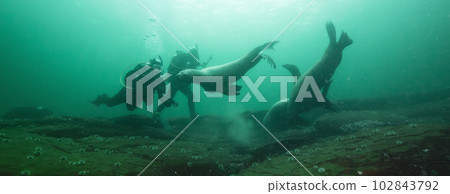 Sea Lions interacting with Scuba Divers Underwater in the Pacific Ocean Sea Lions interacting with Scuba Divers Underwater in the Pacific Ocean 102843792