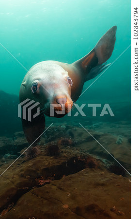 Sea Lion Swimming Underwater in the Pacific Ocean on the West Coast. 102843794