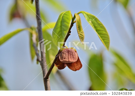 波波花 波波花 102843839