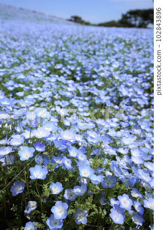 Nemophila Nemophila 102843896