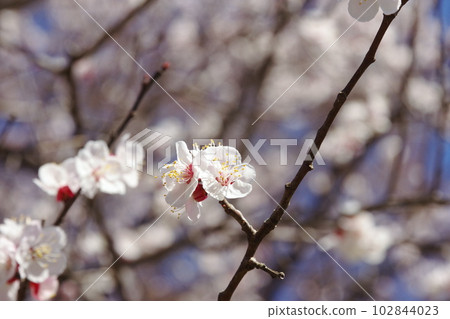早春杏花盛開 早春杏花盛開 102844023