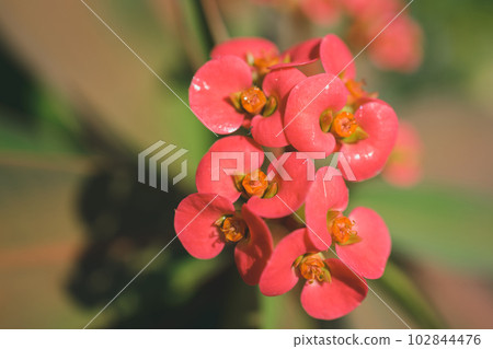 虎刺梅 虎刺梅 102844476