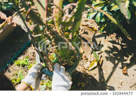 盆栽護理 盆栽護理 102844477