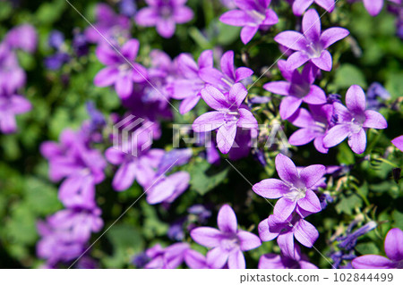 桔梗 桔梗 102844499