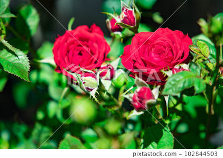 猩紅色的歡呼 猩紅色的歡呼 102844503