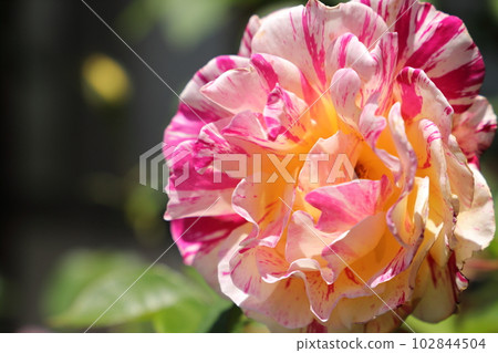 莫里斯鬱特里羅 102844504