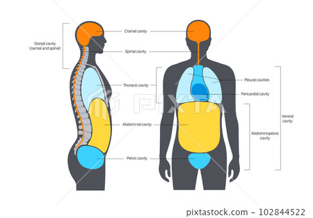 Body cavities poster Body cavities poster 102844522