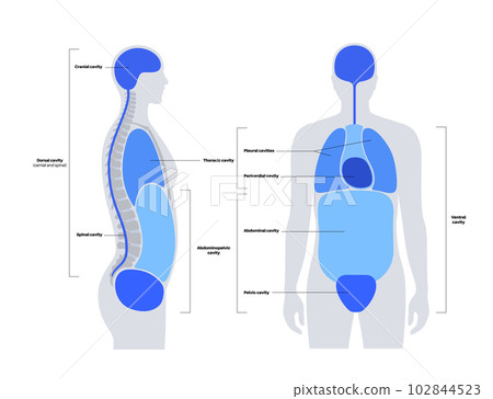 Body cavities poster Body cavities poster 102844523