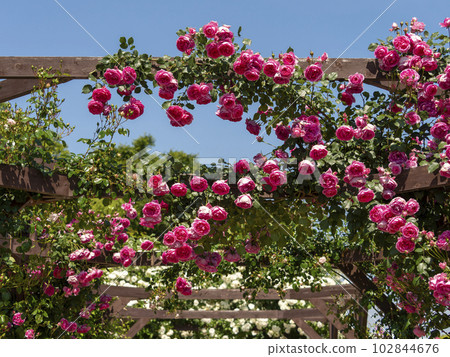 Landscape of a garden with beautiful full bloom roses 102844676