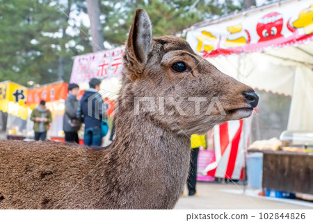 《Nara Prefecture》Deer 102844826