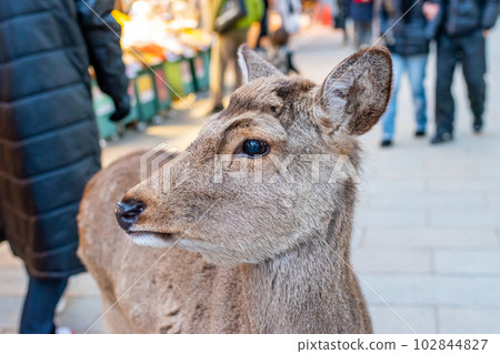 《Nara Prefecture》Deer 《Nara Prefecture》Deer 102844827
