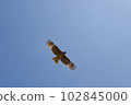 Raptor soaring in the sky 102845000