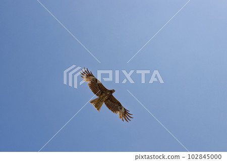 Raptor soaring in the sky Raptor soaring in the sky 102845000