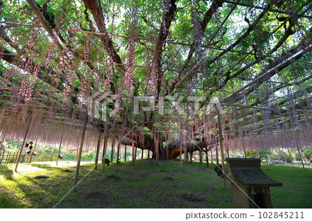 falling purple wisteria with root falling purple wisteria with root 102845211